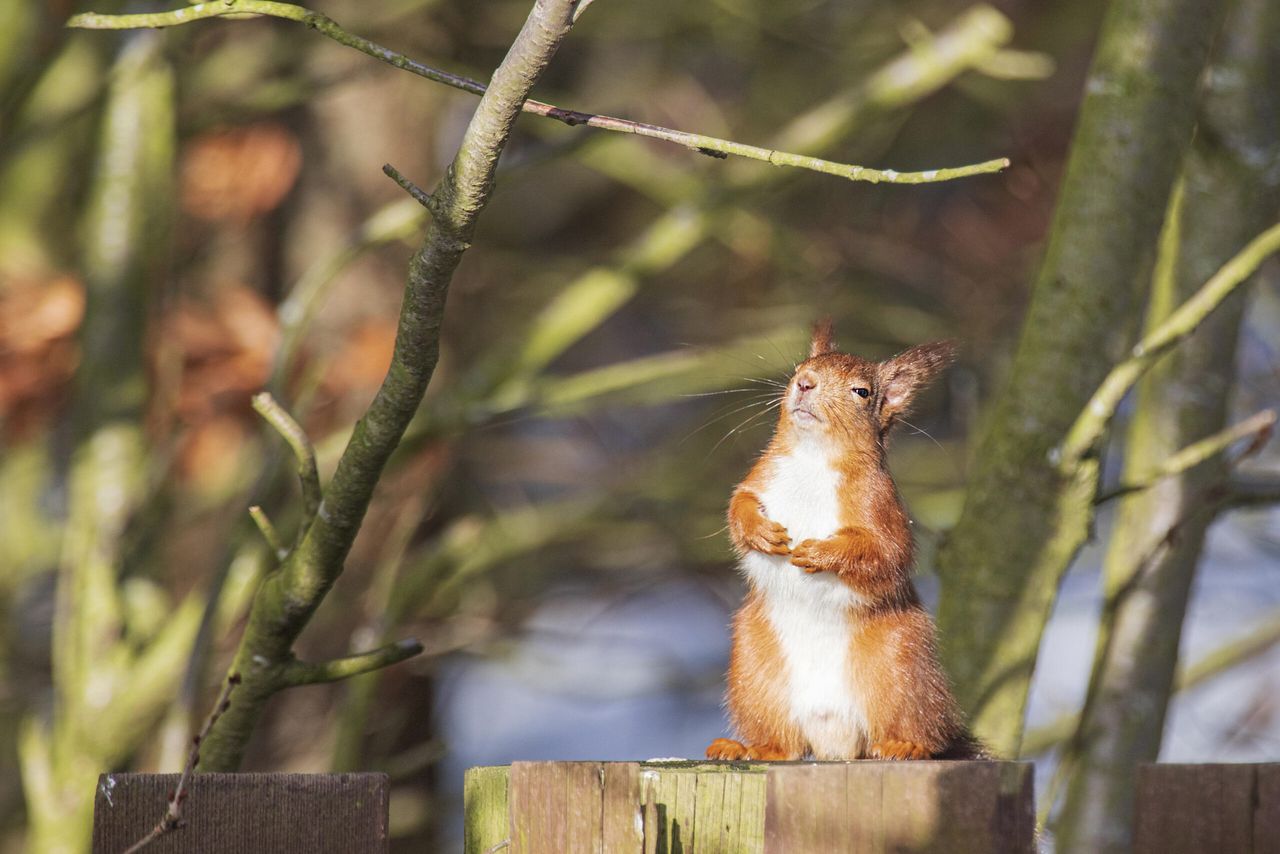 The Red Squirrel Survival Trust 2025 Calendar — see full story below.