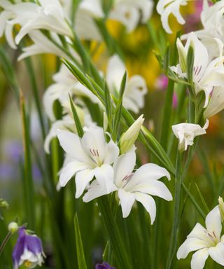 white blooms of Gladiolus x colvillii 'The Bride'