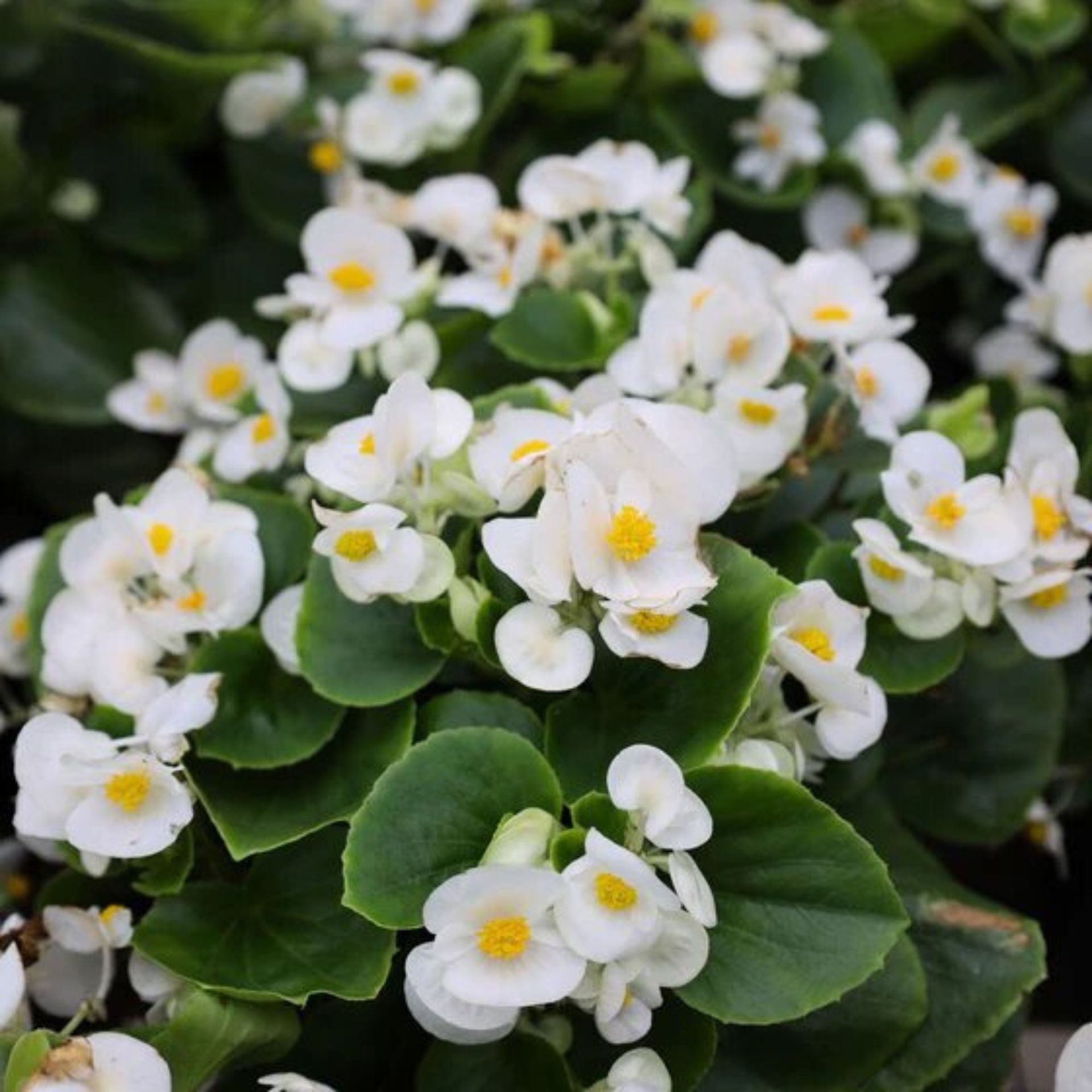 Begonia berdaun putih-hijau