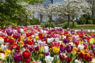 spring garden jobs: tulips
