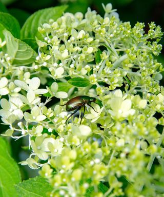 A green hydrangea flower with a green beetle on top of it and green leaves around it