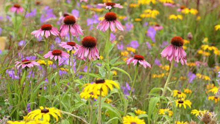 flowering plants &ndash; echinacea and rudbeckia