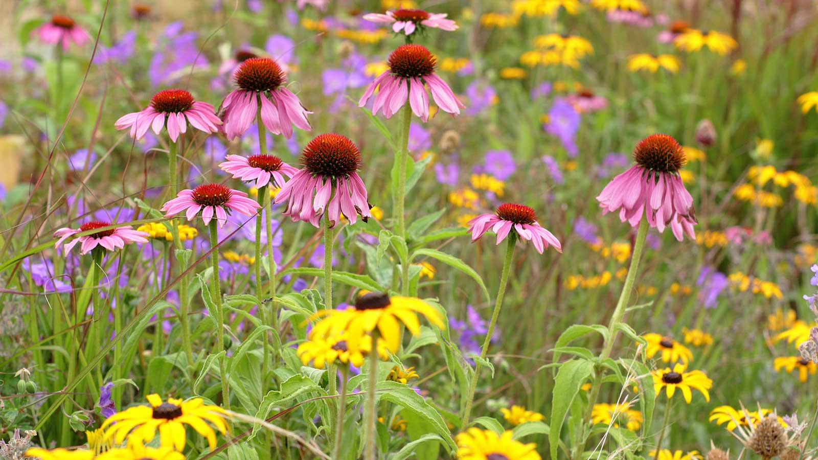flowering plants – echinacea and rudbeckia