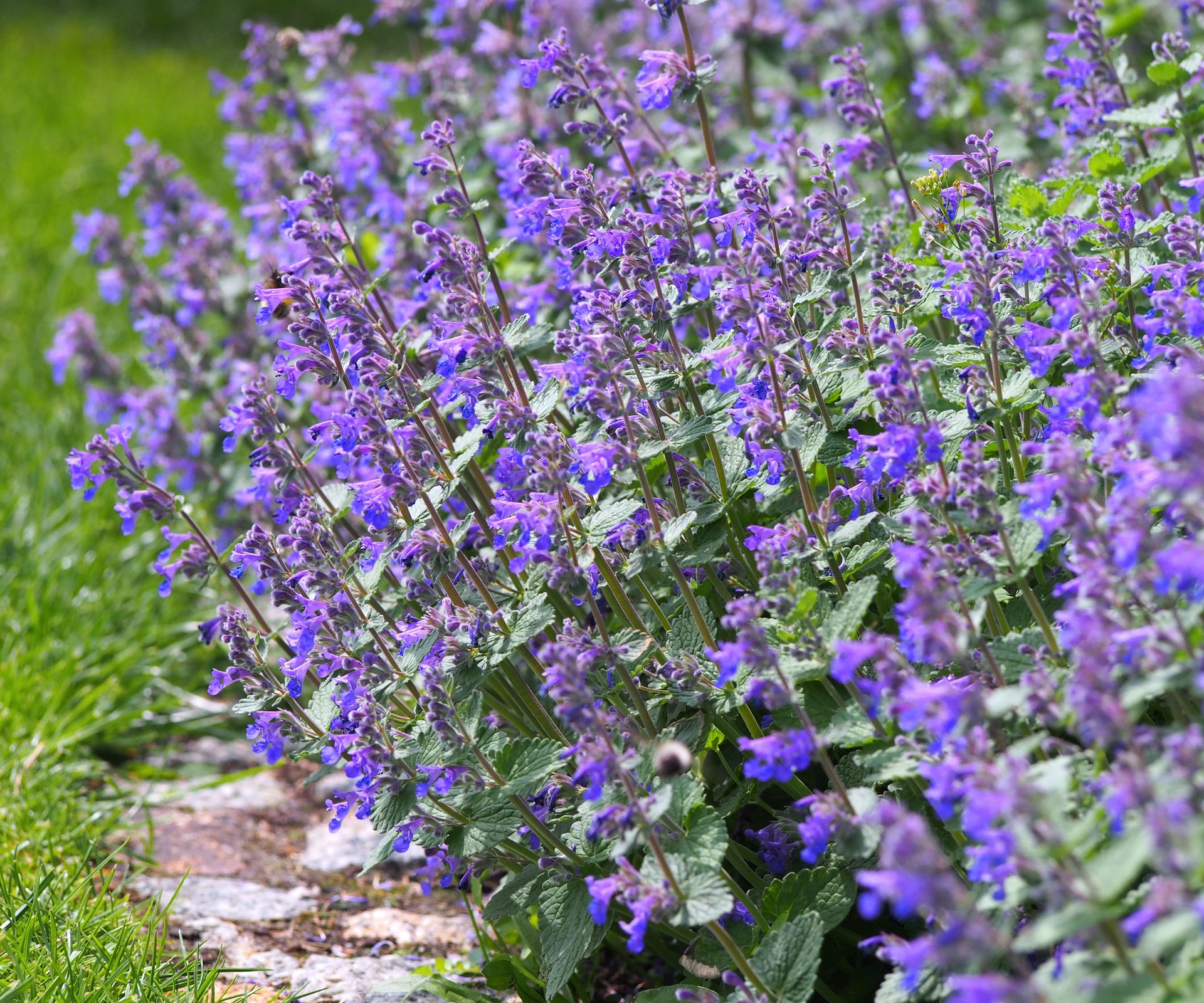 nepeta plants along garden path with deep purple flowers