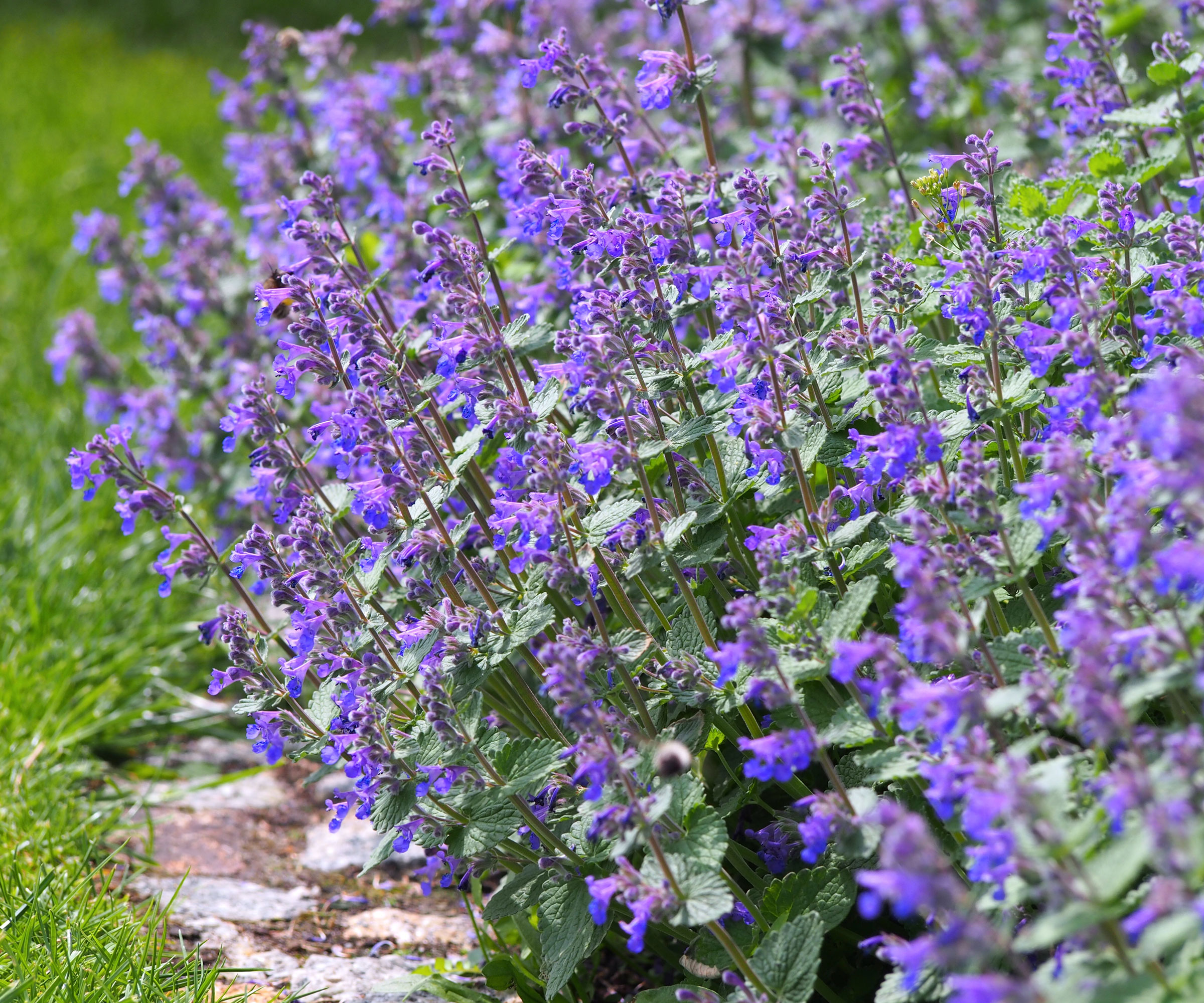 nepeta plants along garden path with deep purple flowers