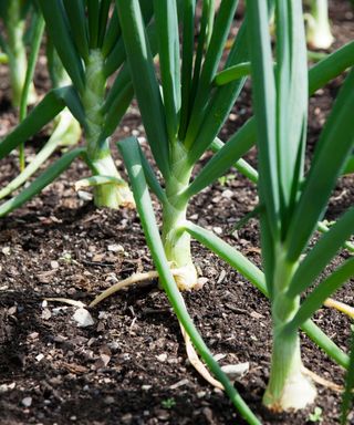Sturon onions growing in a vegetable garden