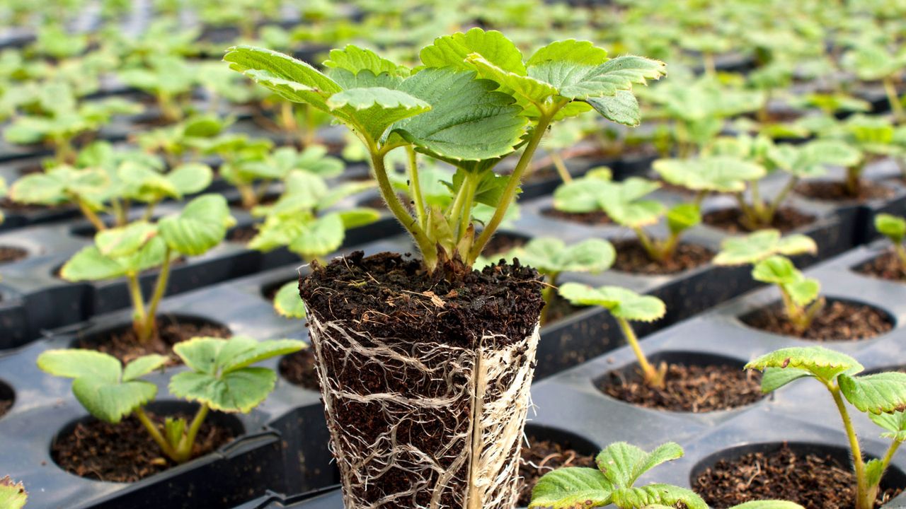 plugs for plants of strawberries in trays