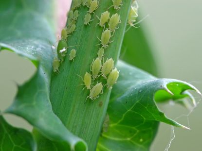 Tiny Greenfly Aphid Insects