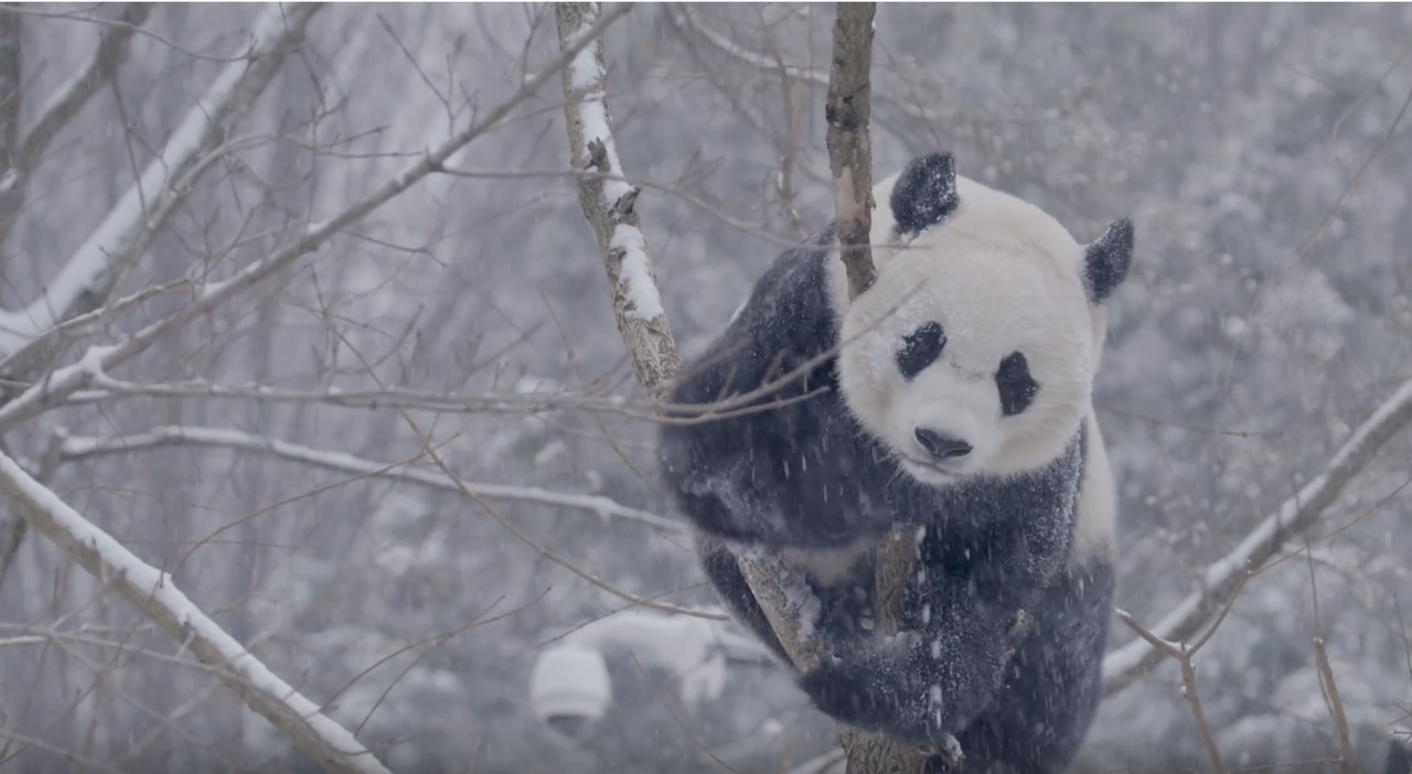 A panda bear plays in the snow.