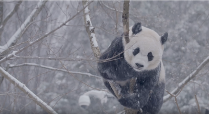 A panda bear plays in the snow.