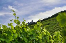 Vineyards in Alsace