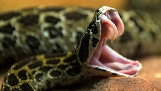 Snakes have highly adapted fangs that help inject toxins into prey.