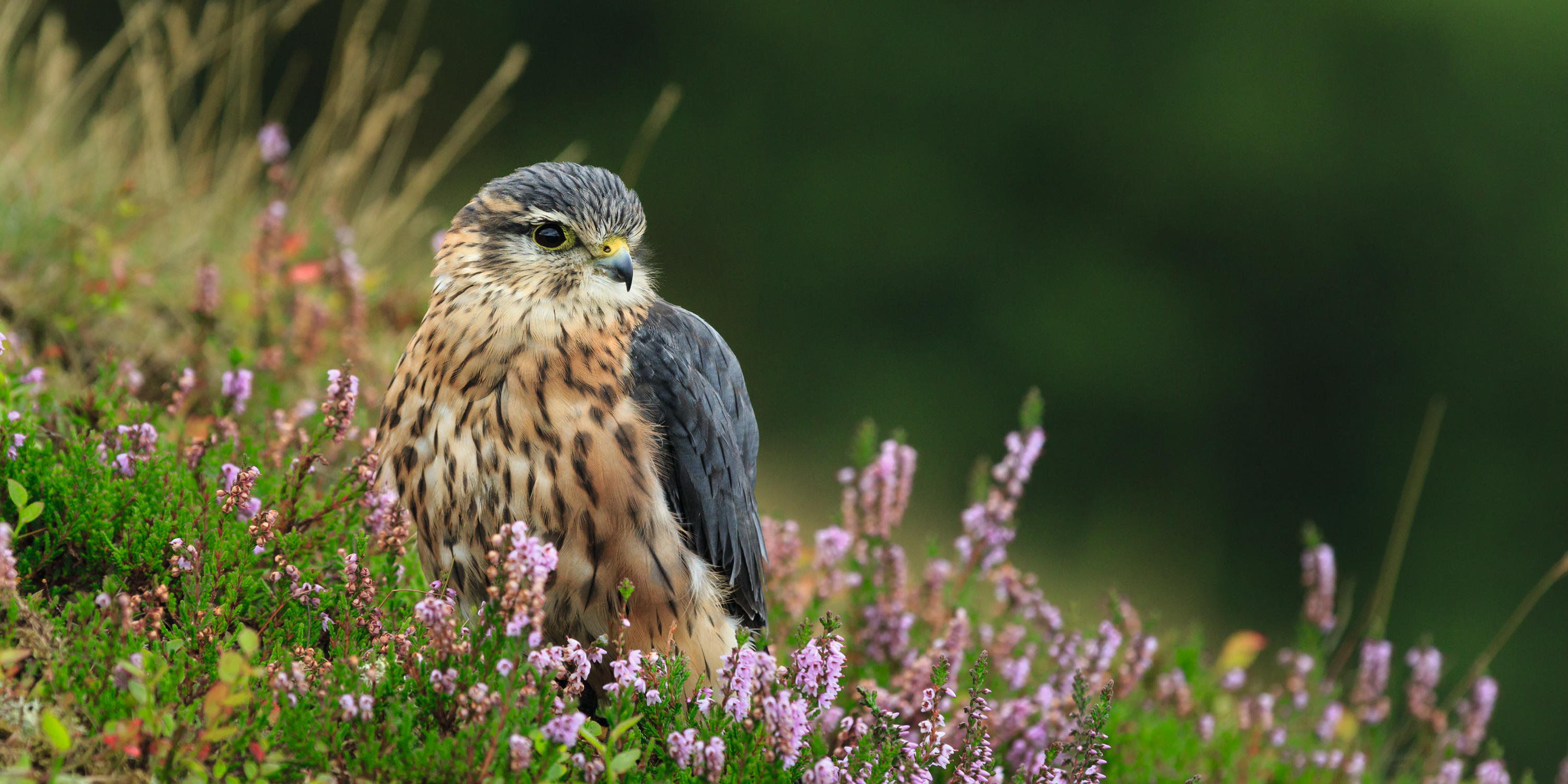 A merlin in heather