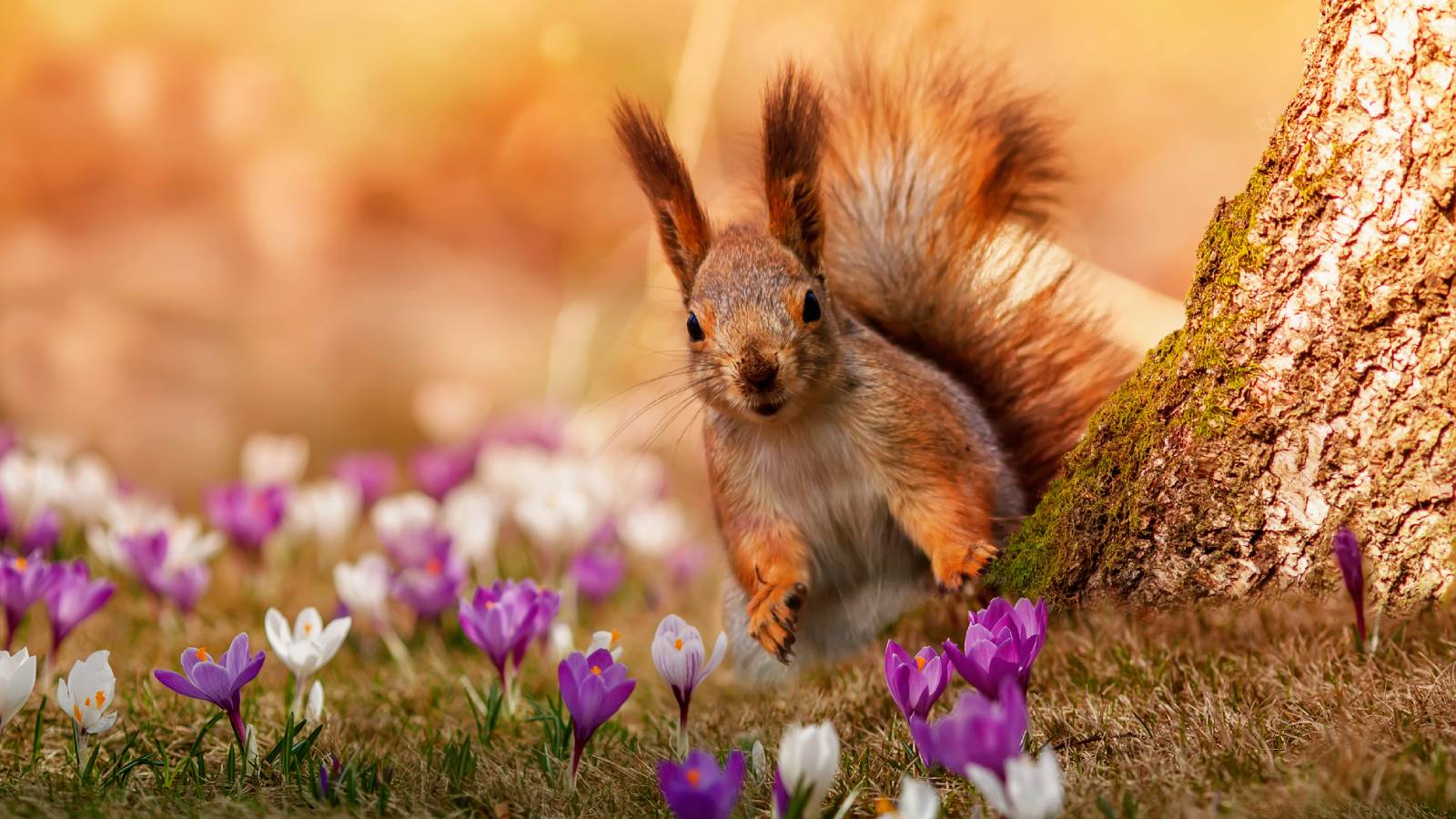 A squirrel peeks around a tree trunk surrounded by purple and white crocus flowers