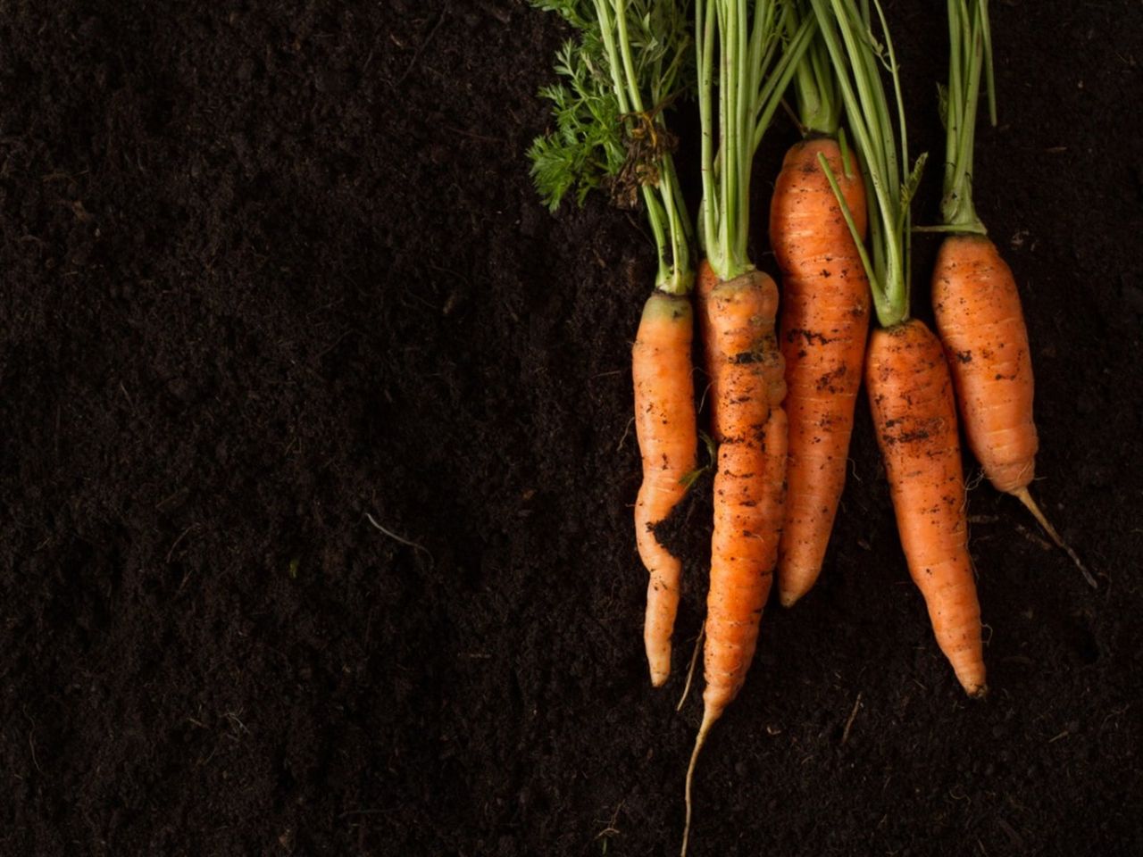 Carrots On Dark Soil