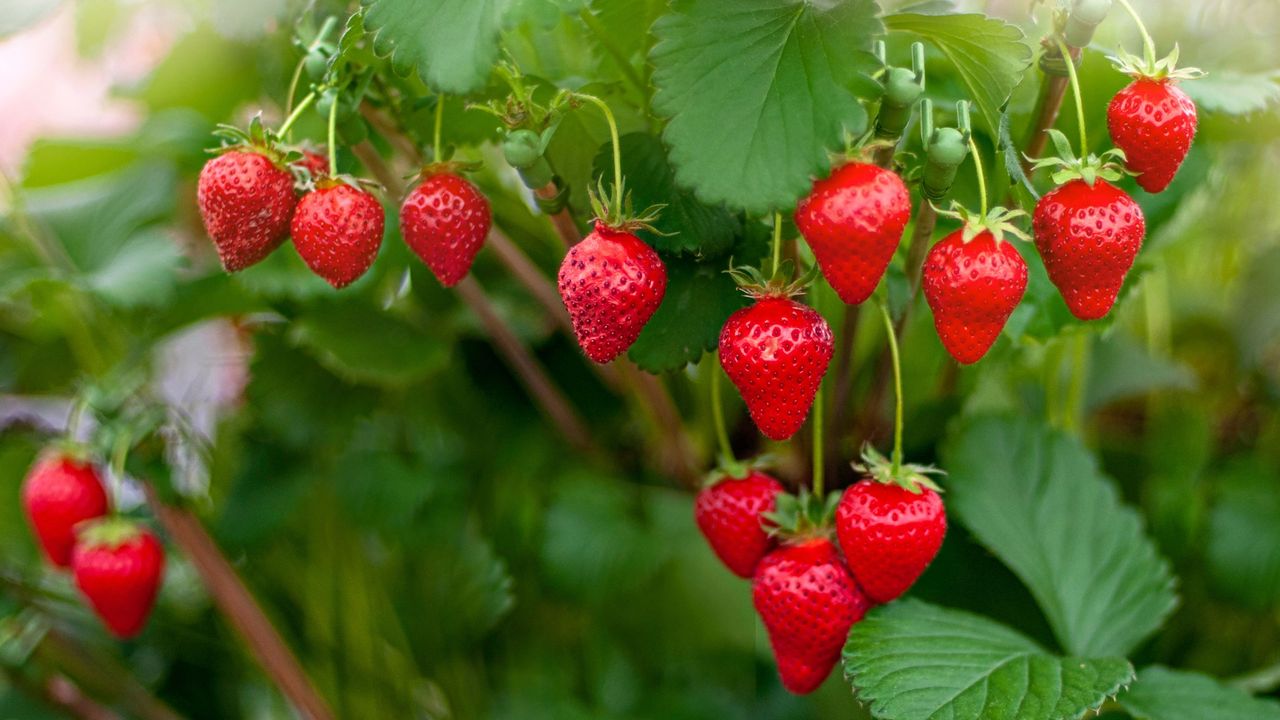 how to grow strawberries in pots close-up of the vibrant red strawberries growing in the summer sunshine - stock photo