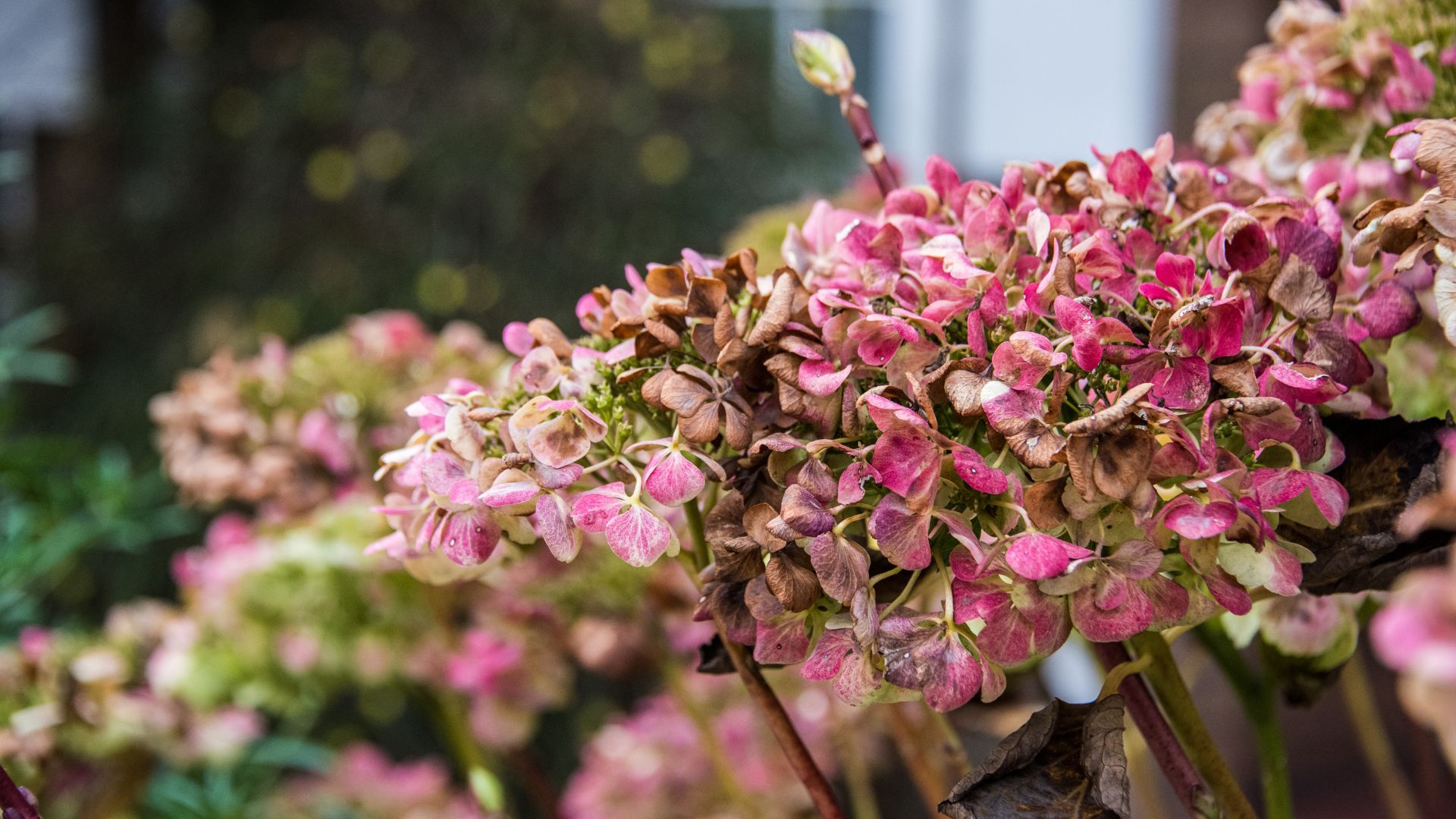 picture of pink hydrangeas with some brown wiliting through the summer