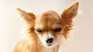 Brown dog looking grumpy