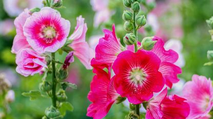 Close up of pink hollyhocks