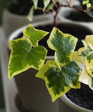 variegated ivy leaves