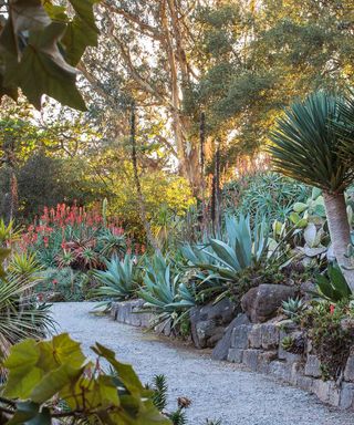 San Francisco Botanical Garden with palm trees and tropical flowers