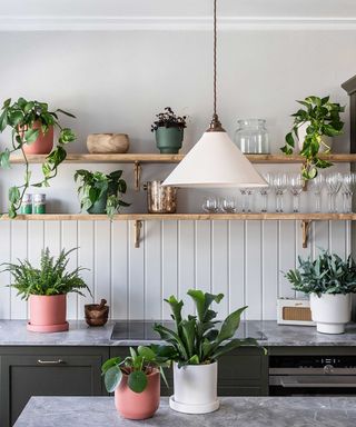 houseplants in a modern kitchen with open shelving and white board and batten