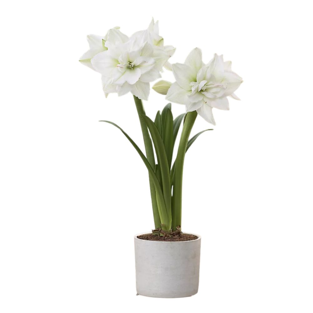 Potted white amaryllis