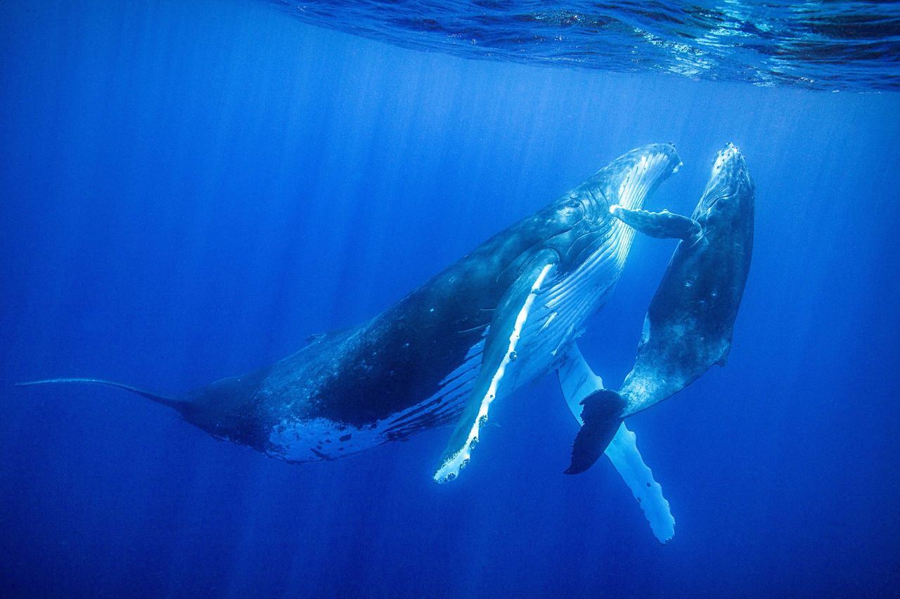 Mother and calf humpback whale near surface of ocean.