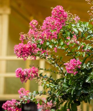 A crepe myrtle shrub in flower with pink blooms