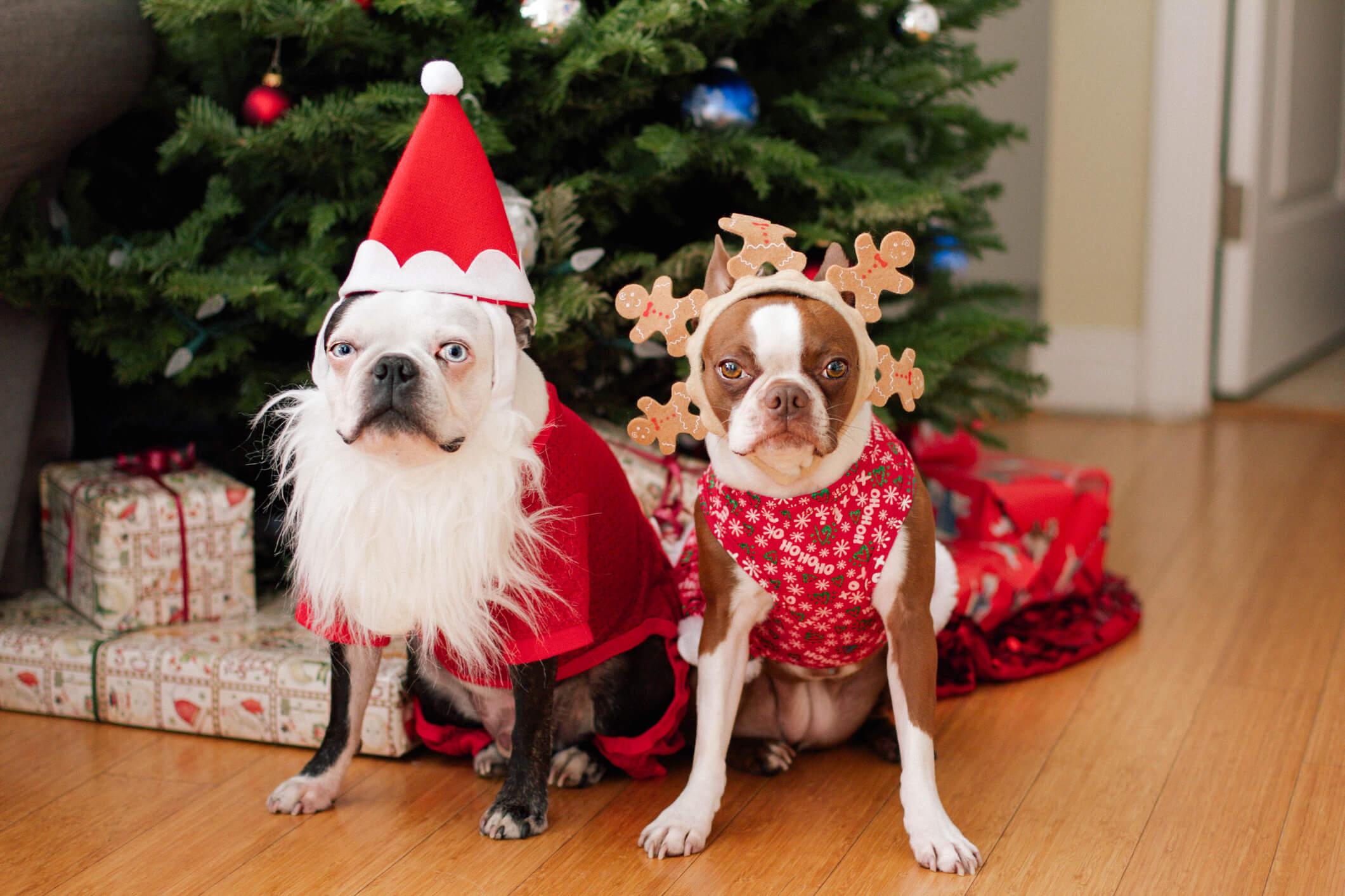  Two boston terriers in Christmas costumes in front of the Christmas tree. 