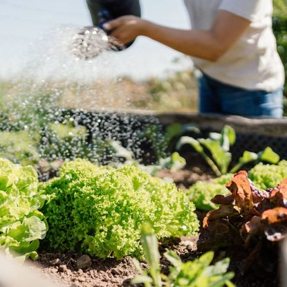 Watering raised veg bed