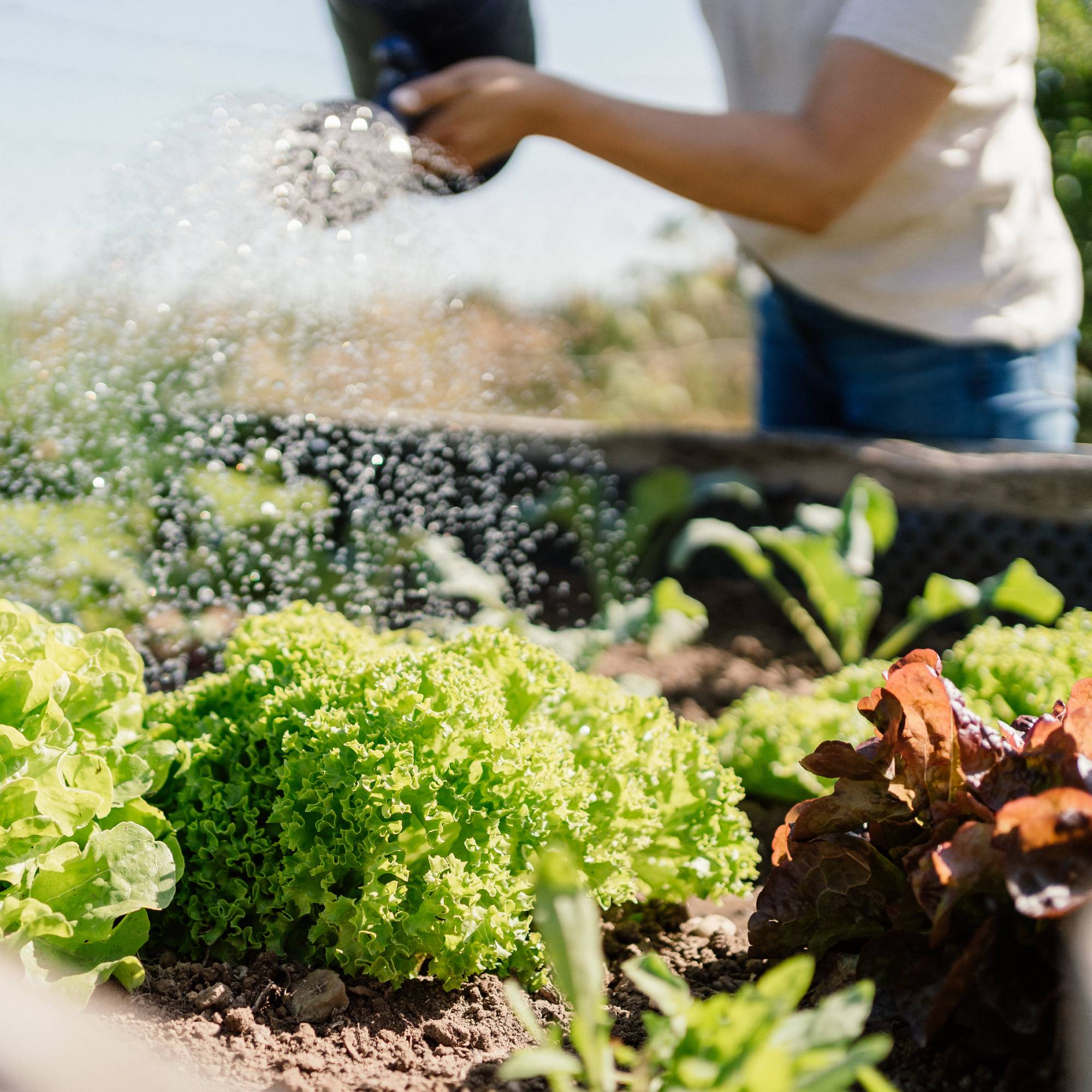 Watering raised veg bed