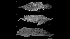 Full-body specimens of Acipenser praeparatorum, a newly described species from the Hell Creek Formation in Wyoming. 