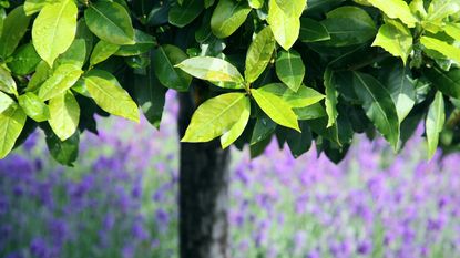 Close up of bay tree in front of lavender plant