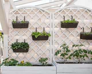 Salad boxes hanging from trellis panels