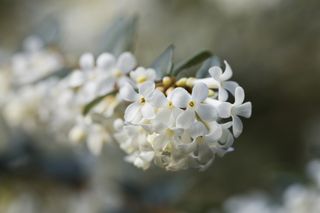Osmanthus white flowers