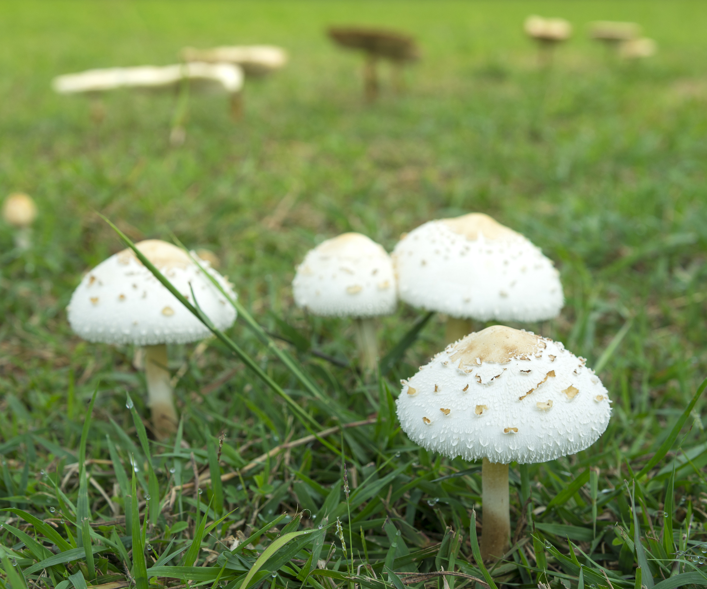 White capped mushrooms growing in a lawn