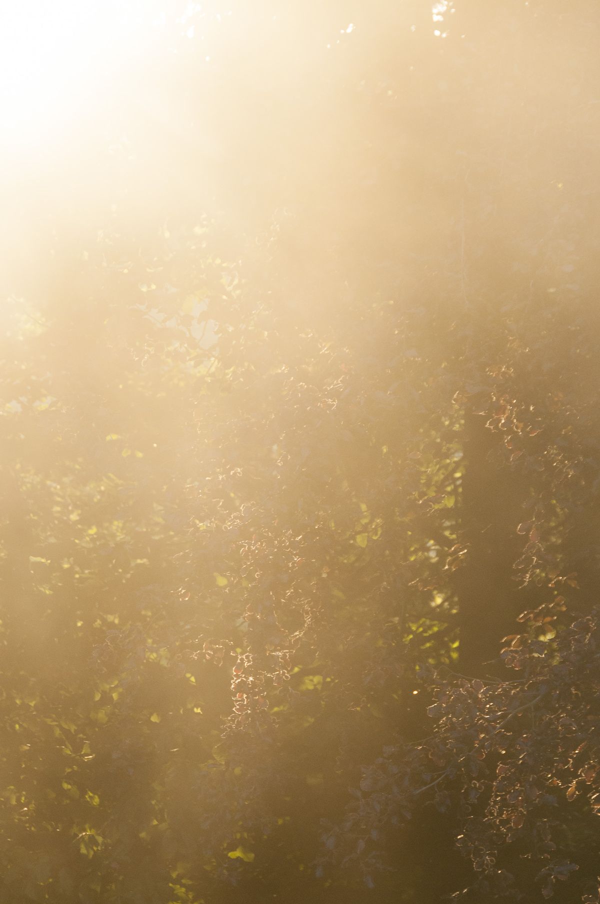 Sunset through tree canopy