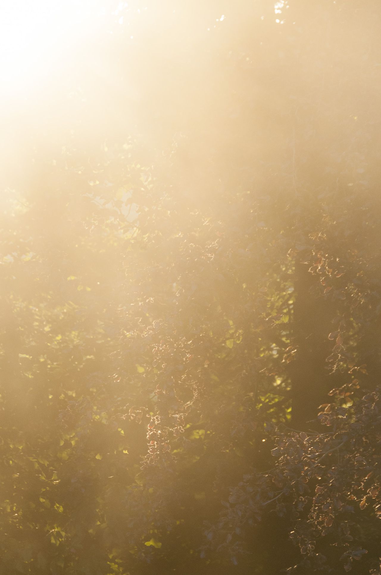 Sunset through tree canopy