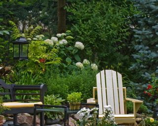 white hydrangea in shady garden with chair