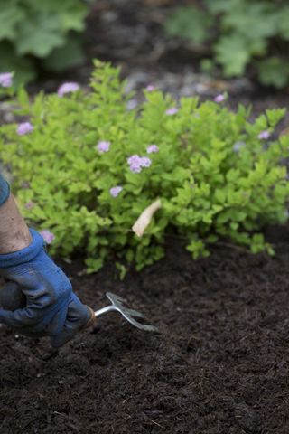 compost being added to a border