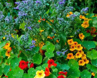 companion planting with nasturtiums and borage used together in a potager garden