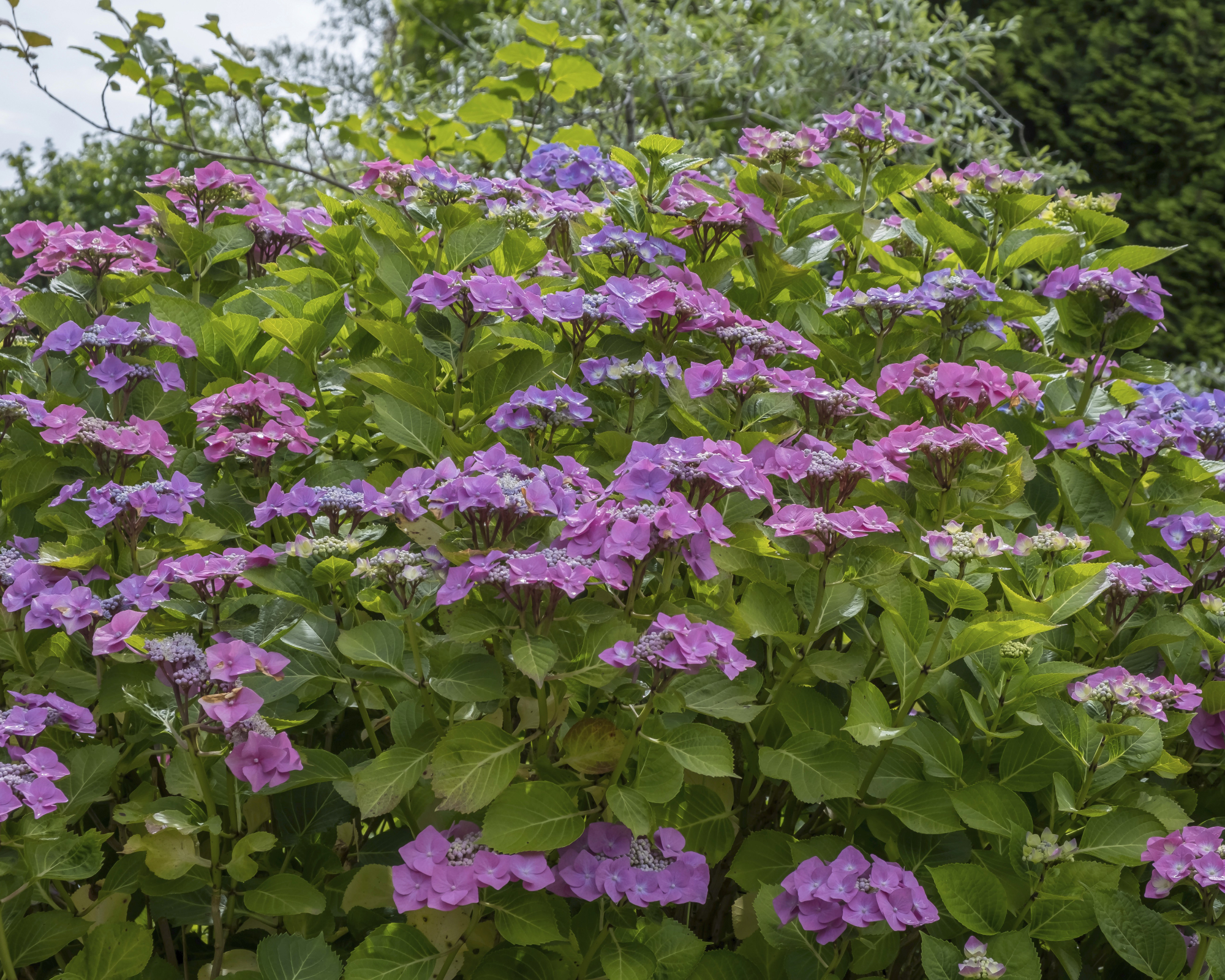 Pink and purple mountain hydrangea serrata