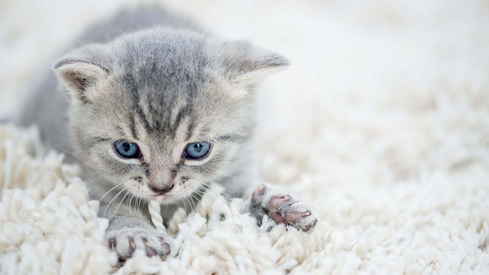 A cute grat cat is indoors in its new home. It is sitting on the carpet in the living room. It is trying to chew and claw up the white, fluffy carpet.