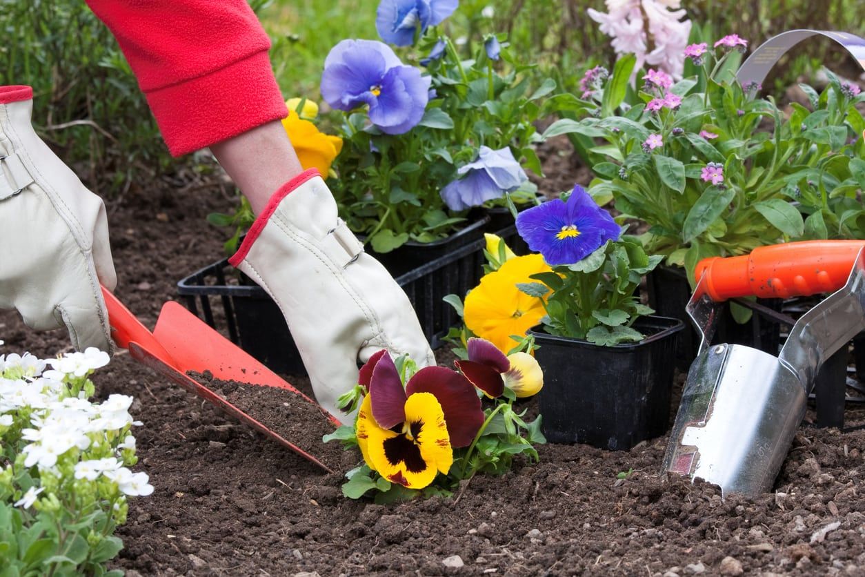 Gardener Planting Colorful Pansies In The Garden