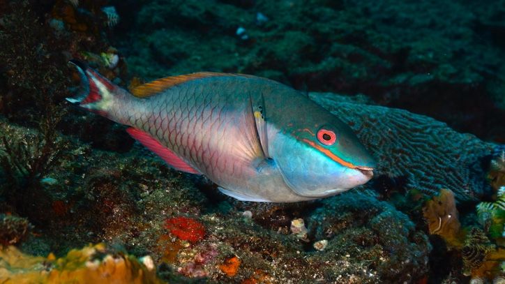 Do fish sleep? How to tell and frequency | PetsRadar