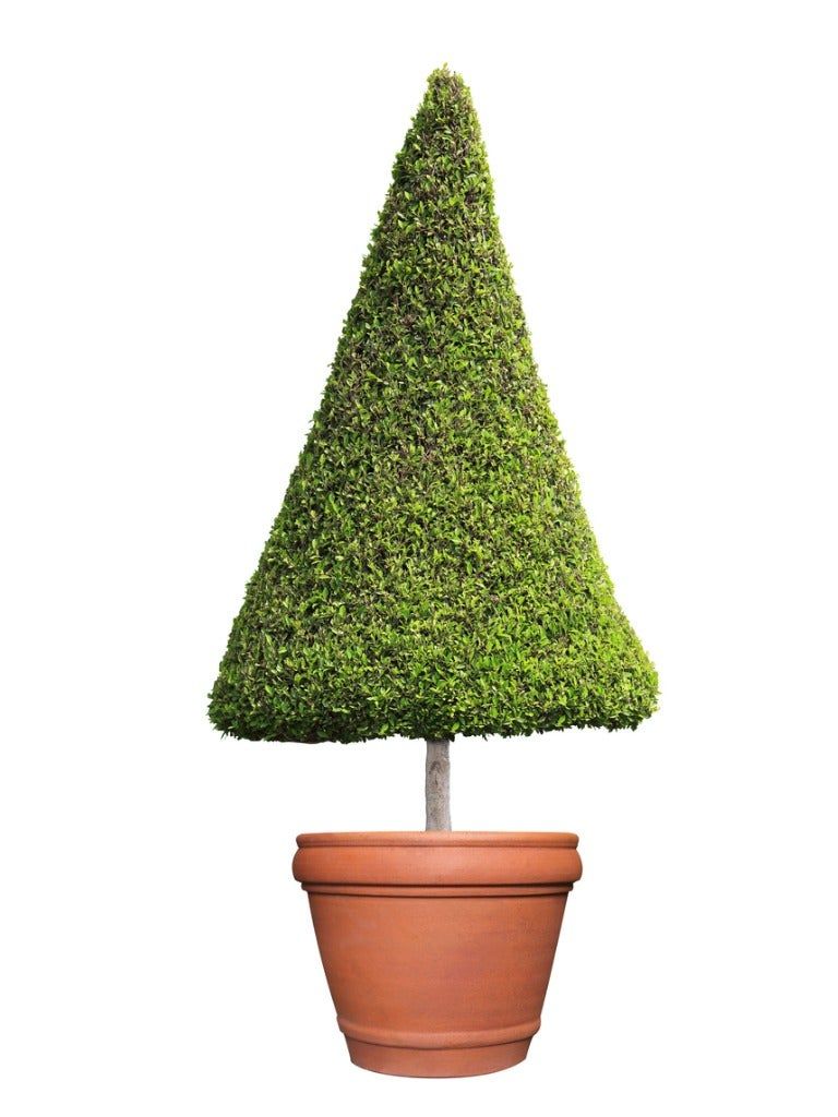 Green Boxwood Tabletop Tree