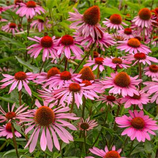 Echinacea purpurea, eastern purple coneflower, hedgehog coneflower, or purple coneflower