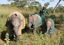 elephants1.jpg