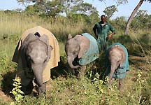elephants1.jpg